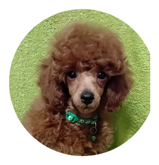 Миниатюрный пудель