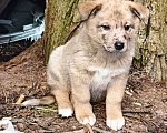 Собаки в Москве: Малышка Веснушка в поисках семьи Девочка, Бесплатно - фото 3