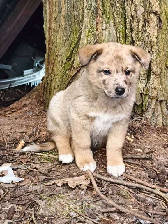 Собаки в Москве: Малышка Веснушка в поисках семьи Девочка, Бесплатно - фото 3