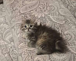 Кошки в Красноярске: Катята Девочка, 1 500 руб. - фото 3