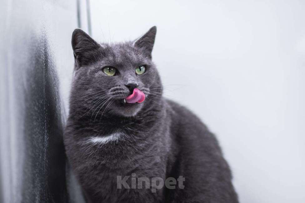 Кошки в Москве: Анабелла в добрые руки Девочка, Бесплатно - фото 3