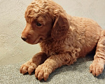 Собаки в Казани: Щенок миниатюрного пуделя Девочка, 50 000 руб. - фото 1