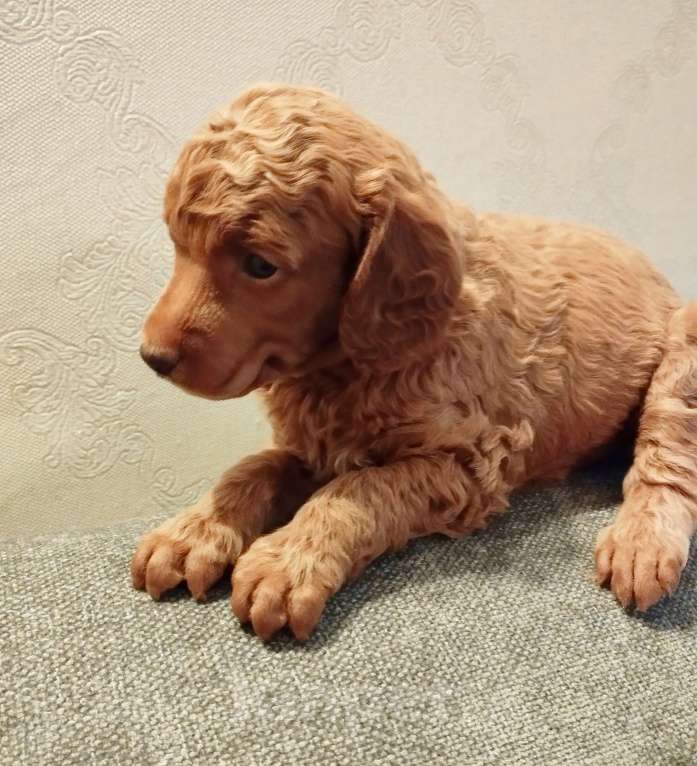 Собаки в Казани: Щенок миниатюрного пуделя Девочка, 50 000 руб. - фото 1