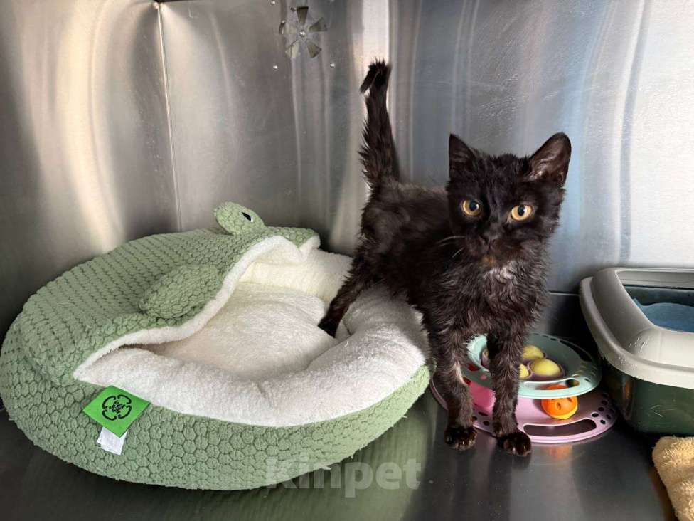 Кошки в Москве: Драный кот Биба Мальчик, Бесплатно - фото 3