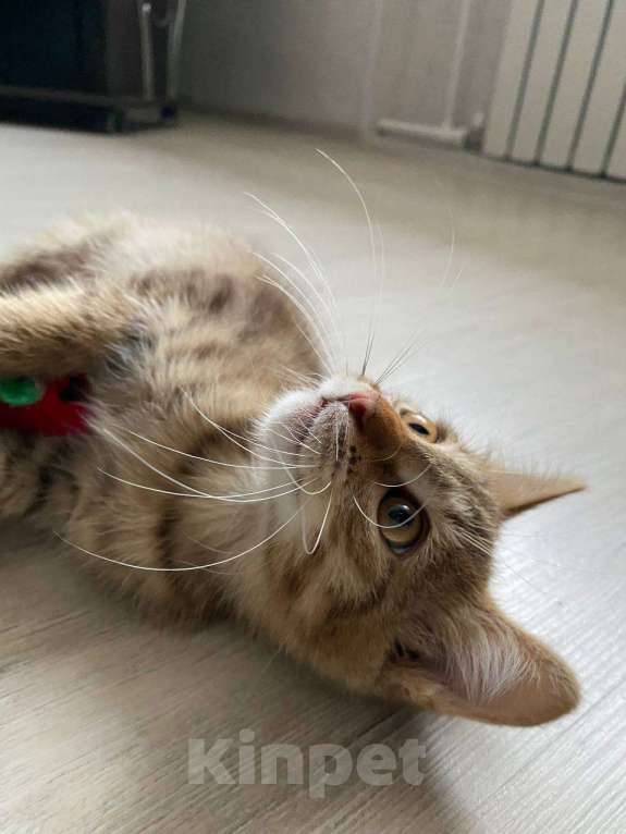 Кошки в Салавате: Котята в заботливые руки, приучены к лотку Девочка, Бесплатно - фото 1