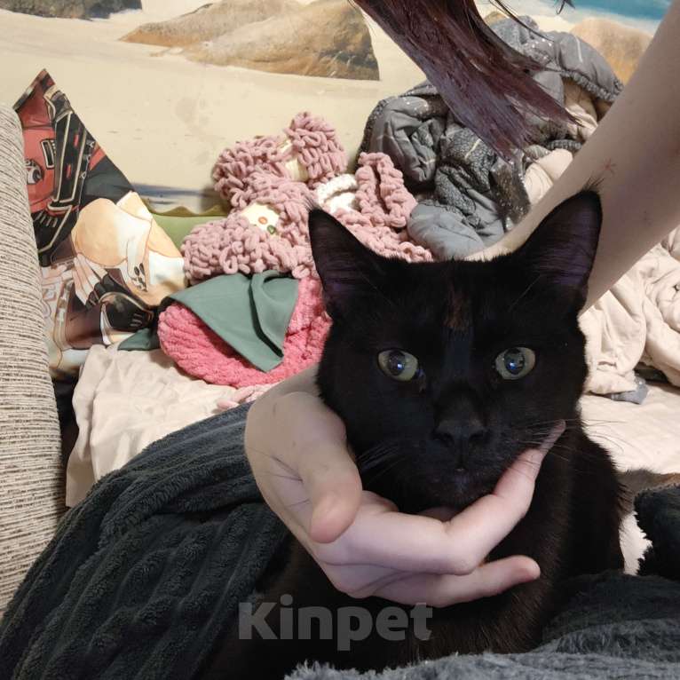 Кошки в Москве: Котенок в добрые руки Мальчик, Бесплатно - фото 3