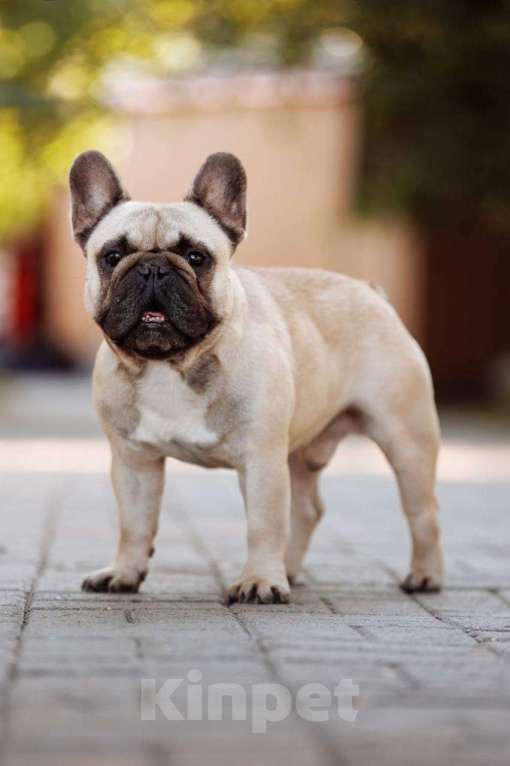 Собаки в Ижевске: Щенки французского бульдога  Девочка, 45 000 руб. - фото 1