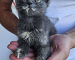 Кошки в Смоленске: Котёнок девочка Девочка, Бесплатно - фото 2
