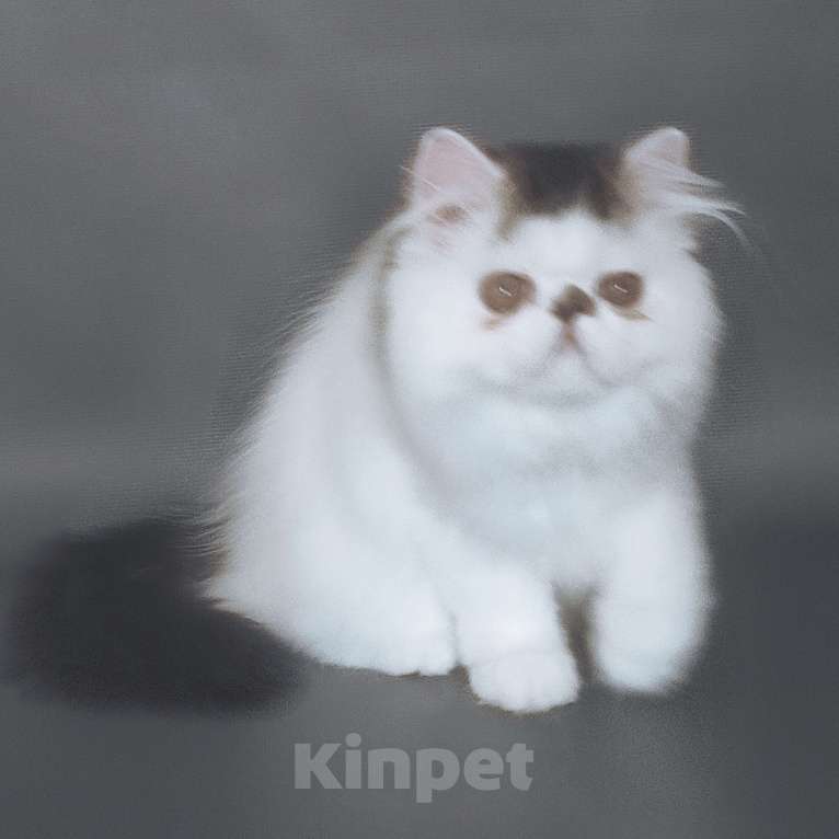 Кошки в Новосибирске: Персидский котенок  Мальчик, 35 000 руб. - фото 4