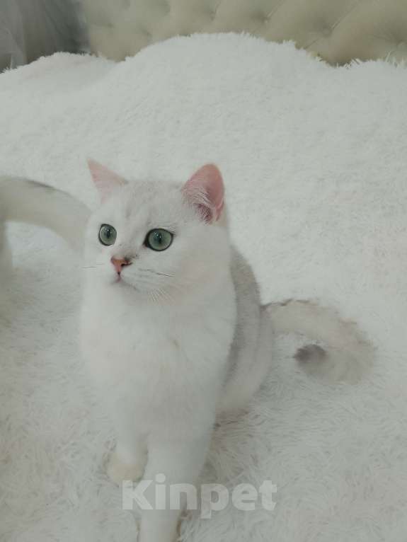 Кошки в Москве: BRI ns 11 мальчик Мальчик, 50 000 руб. - фото 2