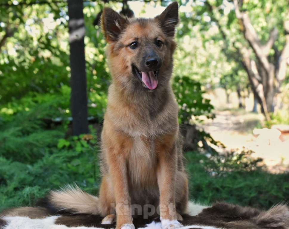 Собаки в Москве: Ненецкая оленегонная лайка Ягодка - Малинка. Девочка, 60 000 руб. - фото 3