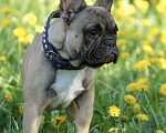 Собаки в Саратове: Мальчик французского бульдога Мальчик, 60 000 руб. - фото 3