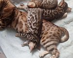 Кошки в Гатчине: Продажа котят бенгала Мальчик, 1 руб. - фото 2