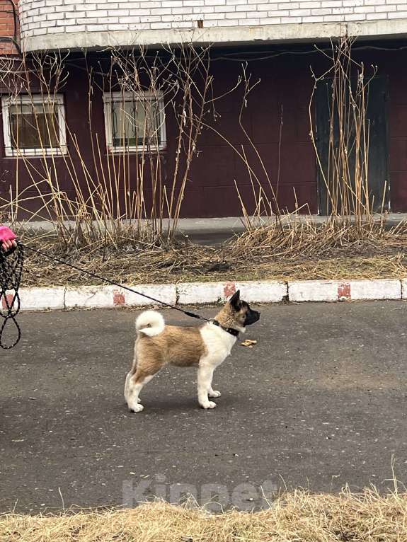 Собаки в Омске: Щенок Американской Акиты Девочка, 50 000 руб. - фото 4