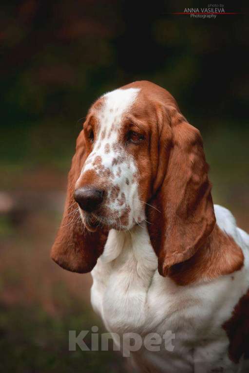 Собаки в Видном: Отдам в добрые руки Мальчик, Бесплатно - фото 1