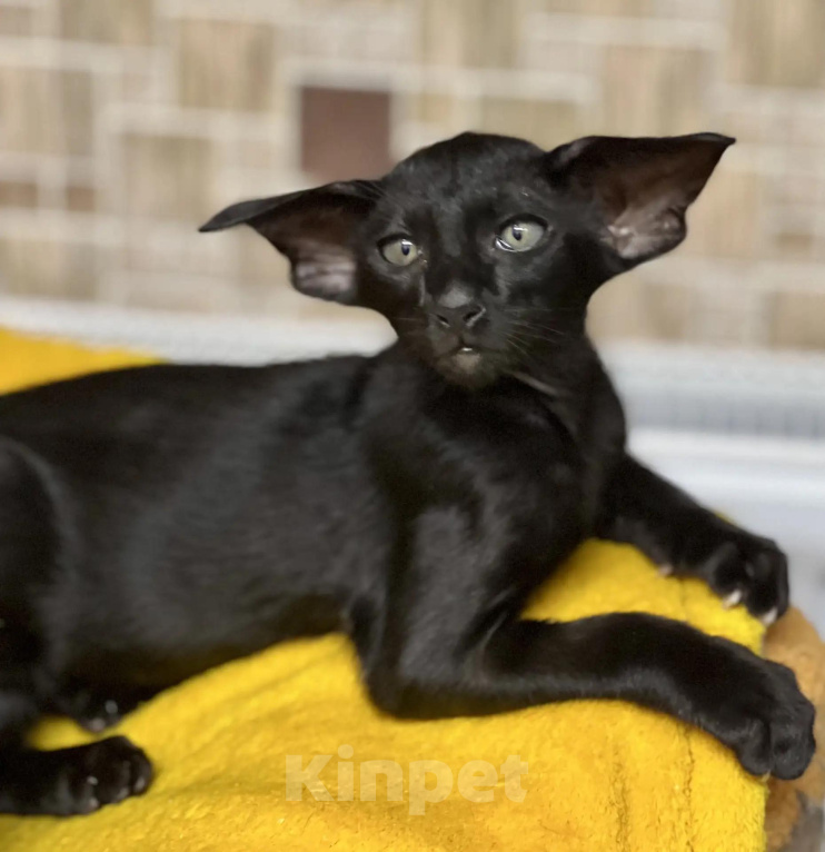 Кошки в Перми: купить ориентального котенка Девочка, 120 000 руб. - фото 3