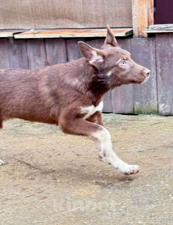 Собаки в других городах Владимирской области: Малыш Мартин в добрые руки Мальчик, Бесплатно - фото 1