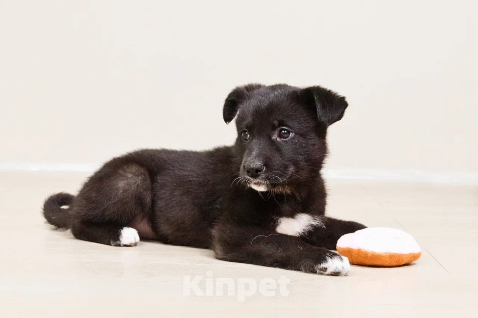 Собаки в Лосином-Петровском: Кения якутенок Девочка, Бесплатно - фото 7