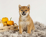 Собаки в Барнауле: Девочка Сиба Ину (Shiba Inu) Девочка, 100 000 руб. - фото 1