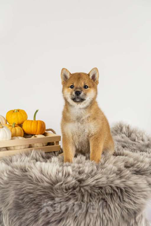 Собаки в Барнауле: Девочка Сиба Ину (Shiba Inu) Девочка, 100 000 руб. - фото 1