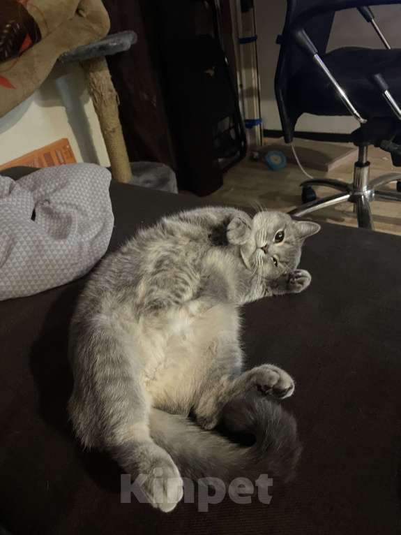 Кошки в Новокузнецке: Потерялась серая кошка Девочка, 5 000 руб. - фото 6
