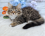 Кошки в Астрахани: Сибирский котик Мальчик, 35 000 руб. - фото 1