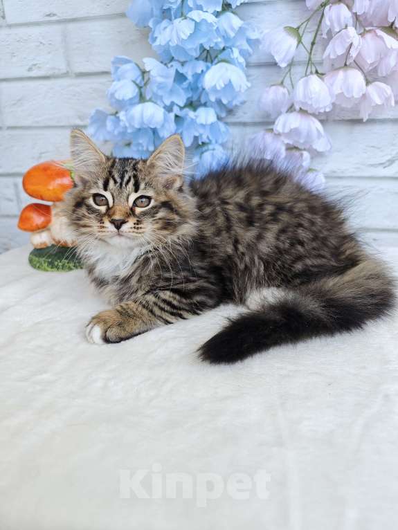 Кошки в Астрахани: Сибирский котик Мальчик, 35 000 руб. - фото 1