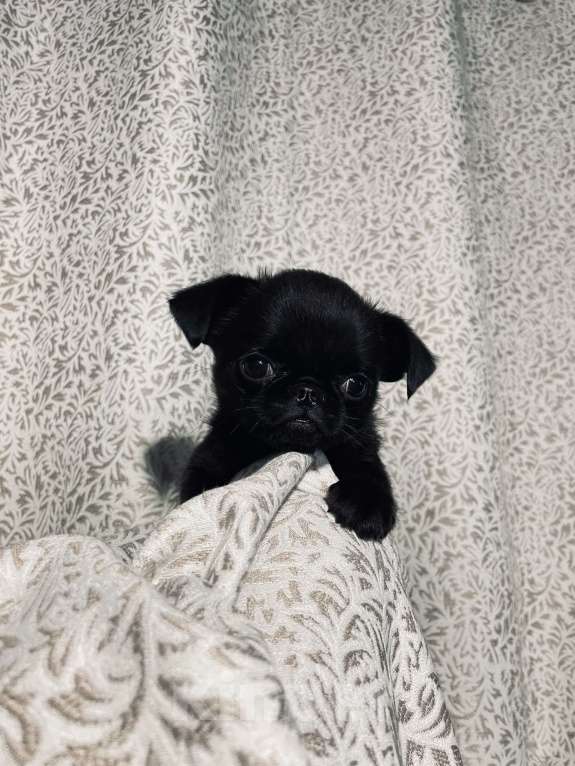 Собаки в Казани: Щеночек пти брабансончик Девочка, 100 000 руб. - фото 5