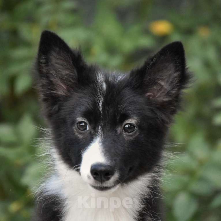 Собаки в Москве: Ненецкая оленегонная лайка, сука Агата. Девочка, 60 000 руб. - фото 1