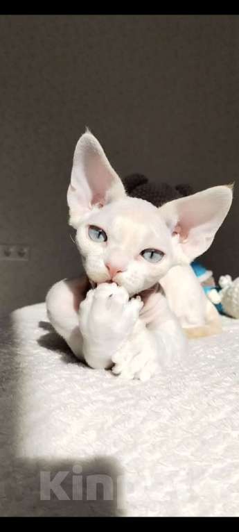 Кошки в Москве: Котенок Девон рекс Мальчик, 60 000 руб. - фото 6