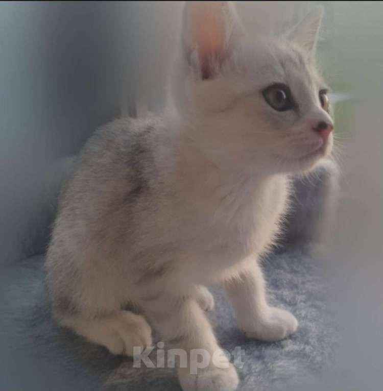 Кошки в Санкт-Петербурге: Котенок в добрые руки  Мальчик, Бесплатно - фото 1