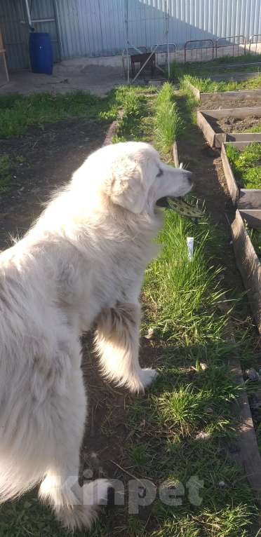 Собаки в Алапаевске: Продам принцессу Девочка, 20 000 руб. - фото 2