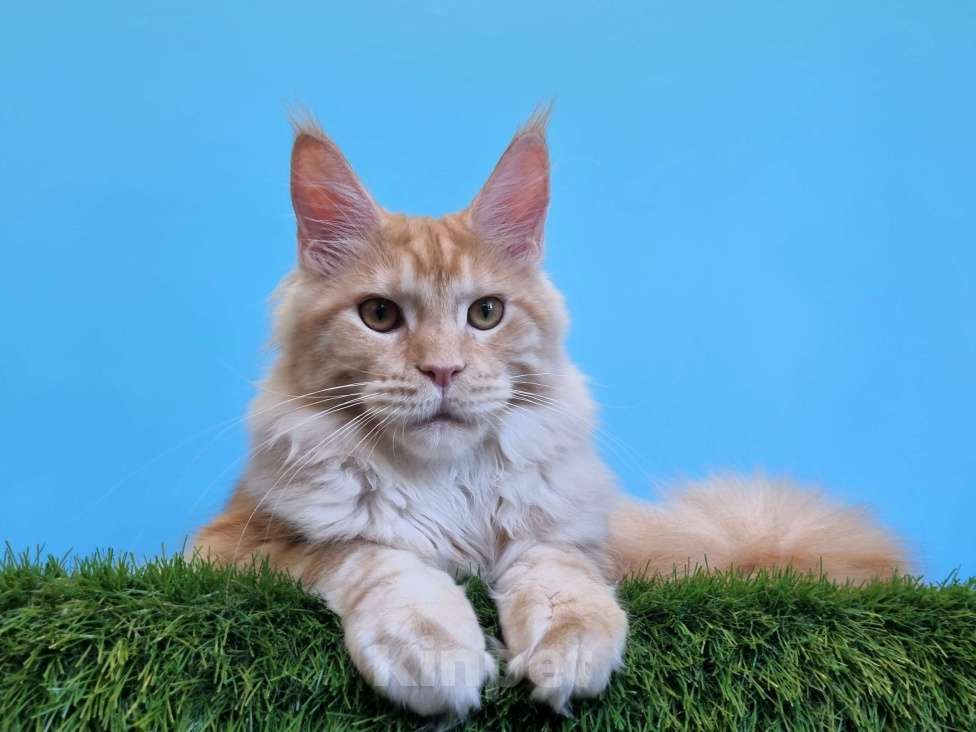 Кошки в Курчатове: Котенок мейн-кун мальчик Мальчик, 40 000 руб. - фото 1