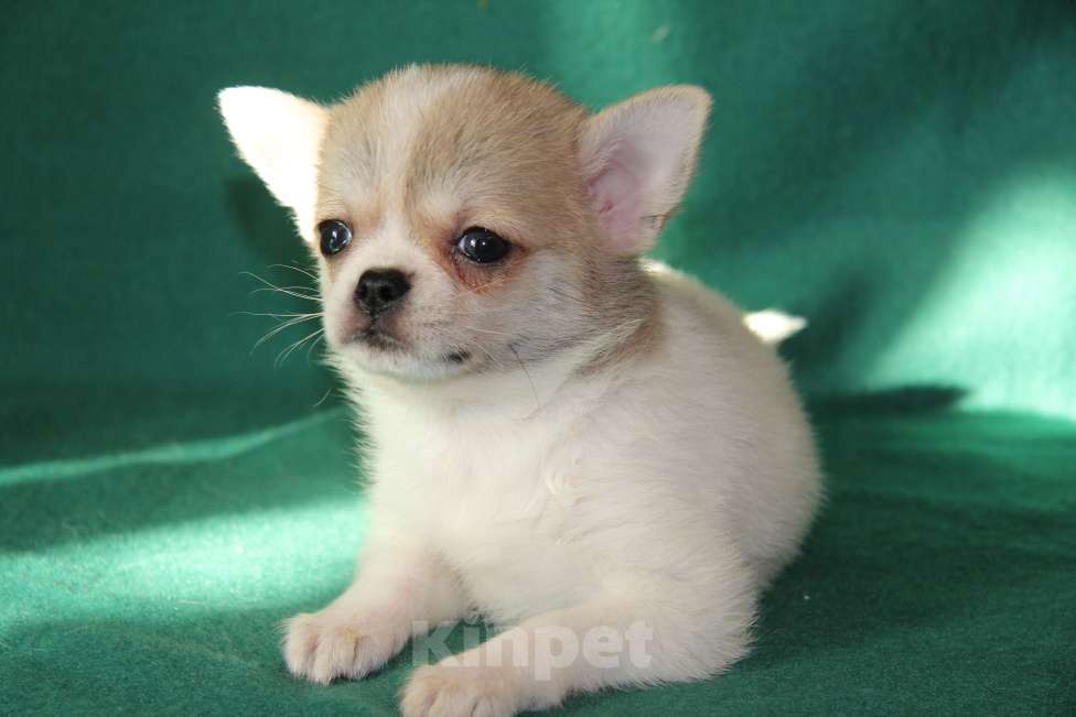 Собаки в Одинцово: Чихуахуа-  Очень  Красивый  Мальчик Мальчик, 17 000 руб. - фото 1