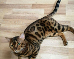 Кошки в Санкт-Петербурге: Бенгальский кот вязка, 5 500 руб. - фото 3