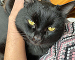 Кошки в Советске (Калининградская область): Чёрный кот в добрые руки, Бесплатно - фото 5