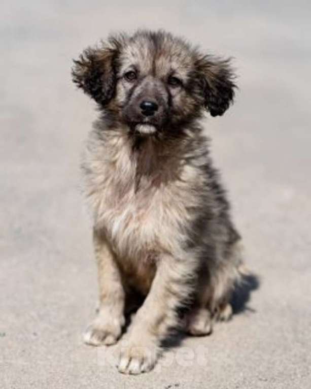 Собаки в Москве: Щеночки ищут дом. Девочка, Бесплатно - фото 2