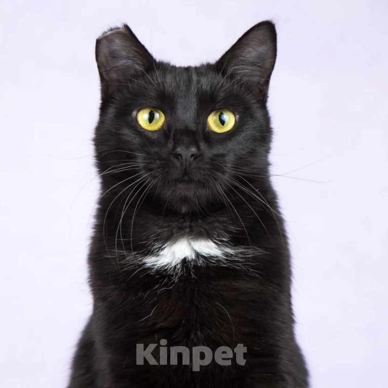 Кошки в Москве: Черной кошечке отрезали ушко Девочка, Бесплатно - фото 3