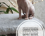 Кошки в Твери: Канадский сфинкс девочка Девочка, 13 000 руб. - фото 1