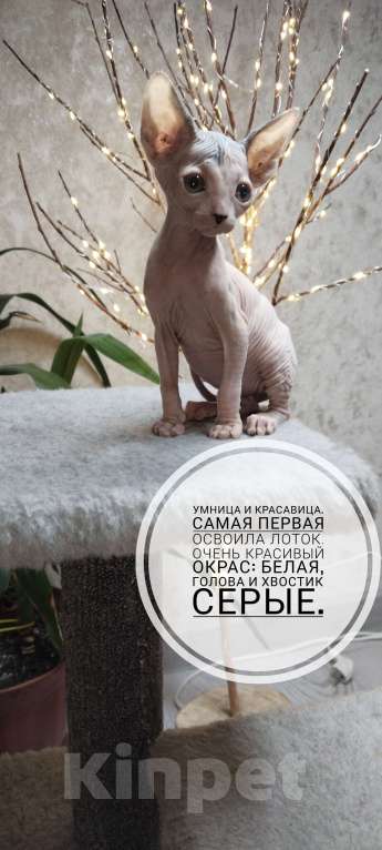 Кошки в Твери: Канадский сфинкс девочка Девочка, 13 000 руб. - фото 1