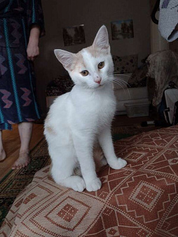 Объявление: Бело-рыжий котик Персик в дар, Бесплатно, Калининград