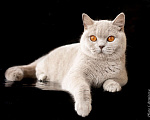 Кошки в Москве: Очень ласковая кошка с глазами- апельсинками Девочка, 5 руб. - фото 2