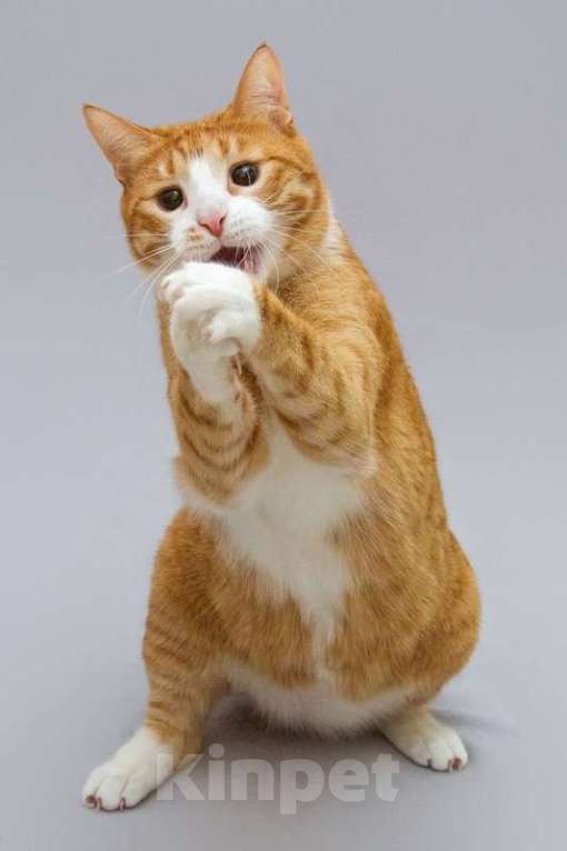 Кошки в Москве: Кот Гарик ищет доброе сердце. Мальчик, Бесплатно - фото 6