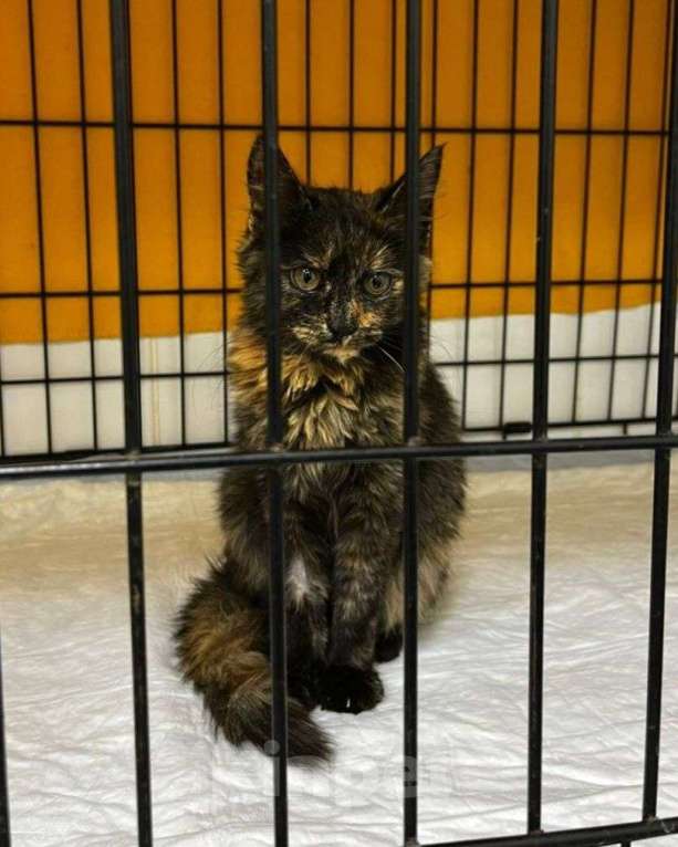 Кошки в Москве: Котенок Нюся ищет дом  Девочка, Бесплатно - фото 3