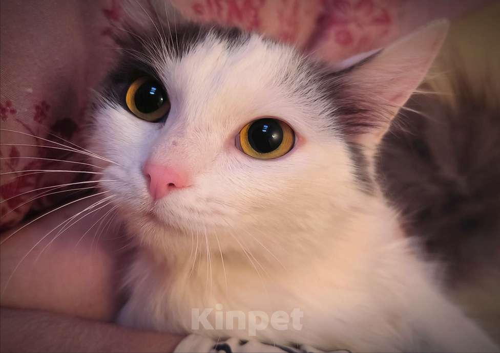 Кошки в Новосибирске: Котенок в добрые руки Девочка, Бесплатно - фото 3