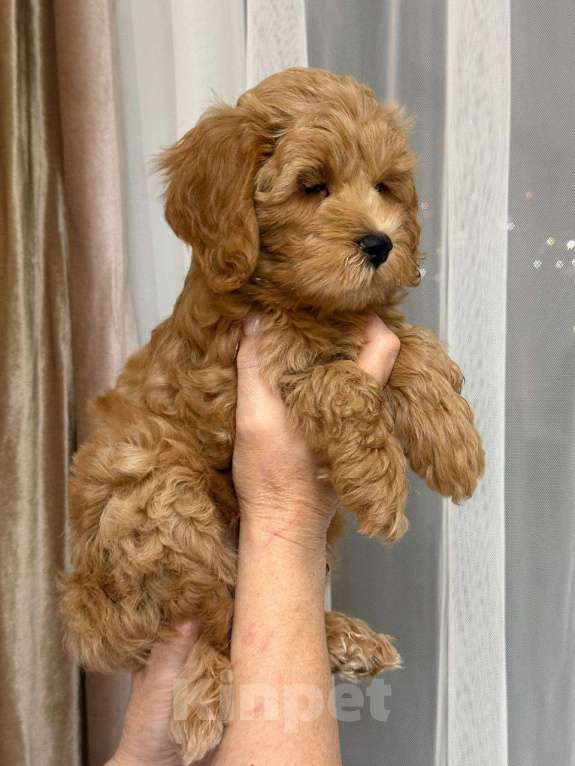 Собаки в Москве: Щенок мальтипу Мальчик, 60 000 руб. - фото 1