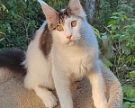 Кошки в Энгельс: Котенок Нильс Мальчик, 45 000 руб. - фото 1