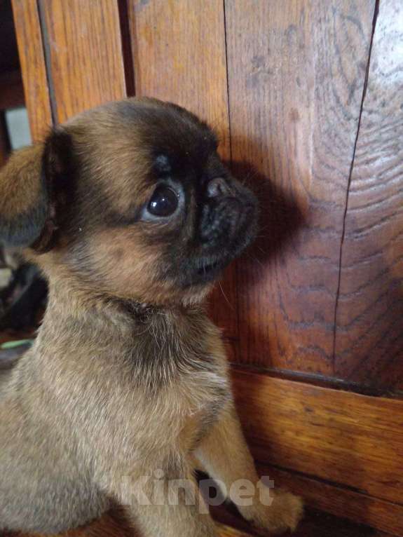 Собаки в Туле: очень красивая девочка в домашние любимки) Девочка, 35 000 руб. - фото 2