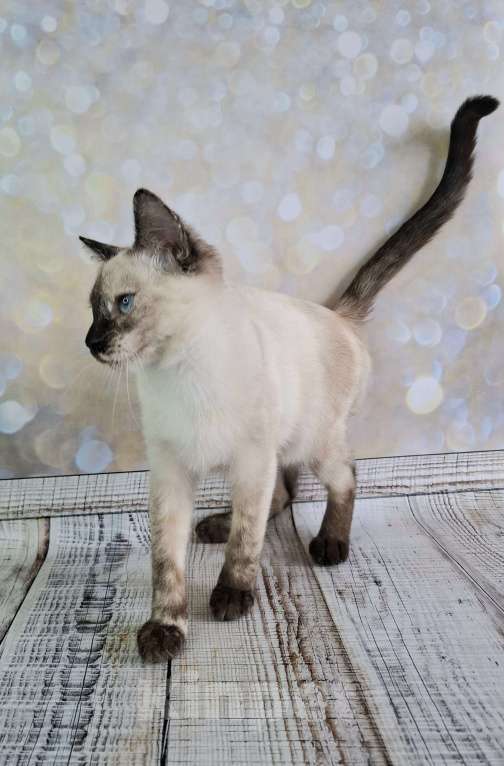 Кошки в Москве: Голубоглазый котёнок в добрые руки  Девочка, Бесплатно - фото 8