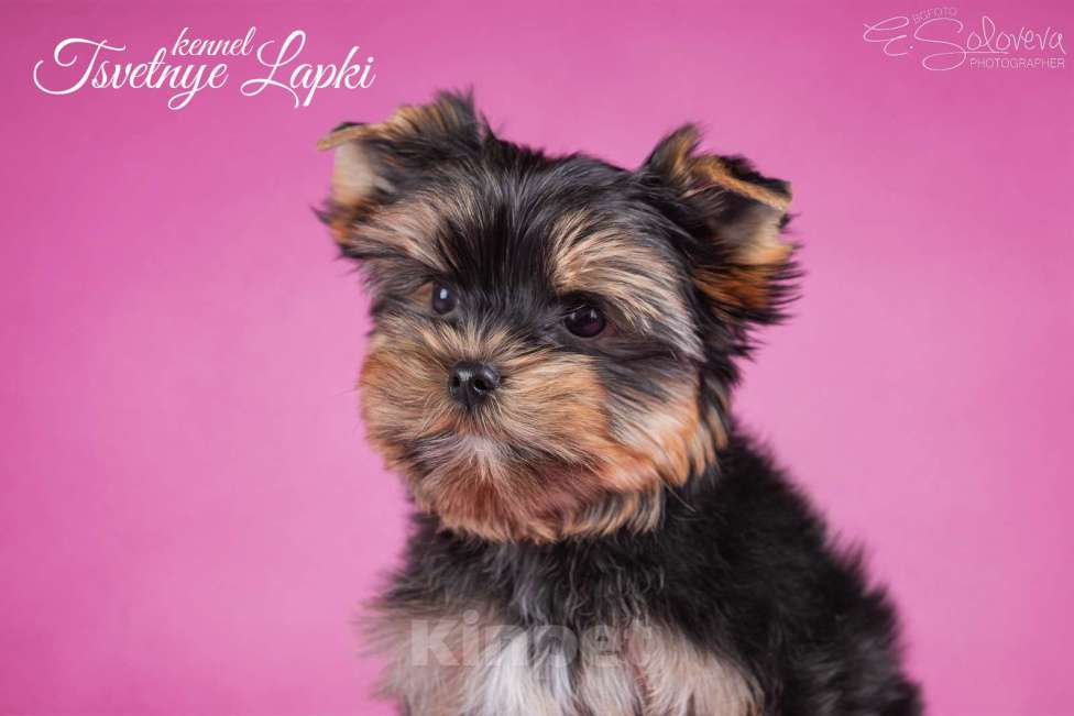 Собаки в Санкт-Петербурге: Щенок цветного йорка девочка Девочка, 70 000 руб. - фото 2